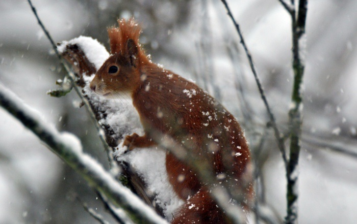 Das geheime Leben der Bäume