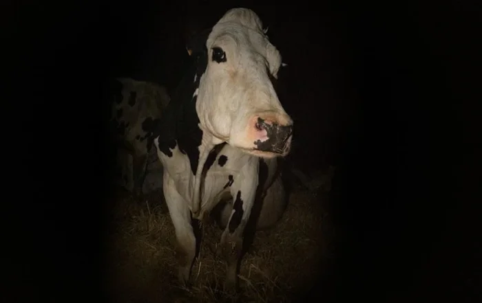 Cow