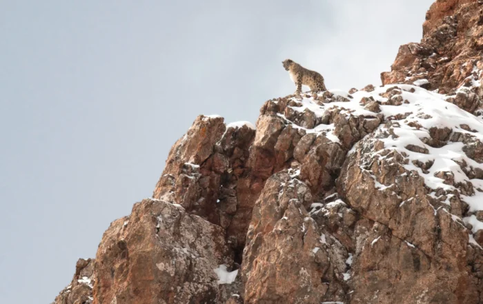 Der Schneeleopard Still