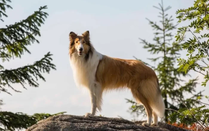 LASSIE - EIN NEUES ABENTEUER Still