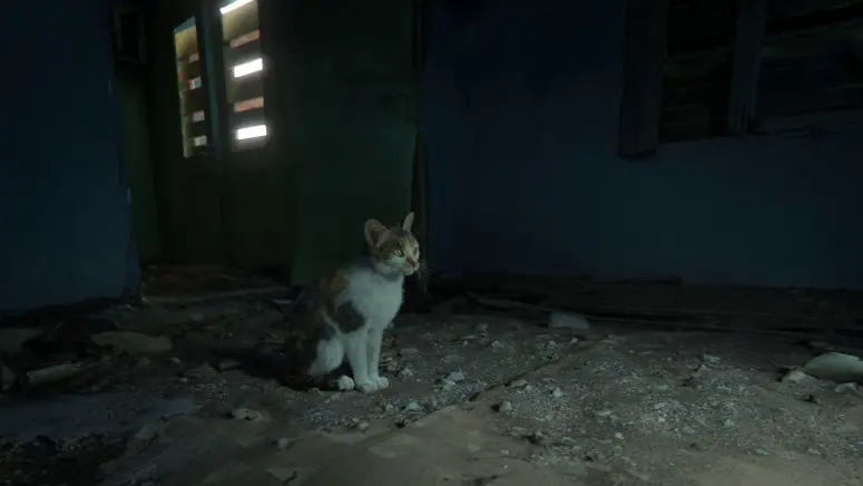 eine Katze sitzt auf einem Kellerboden und starrt in die Ferne