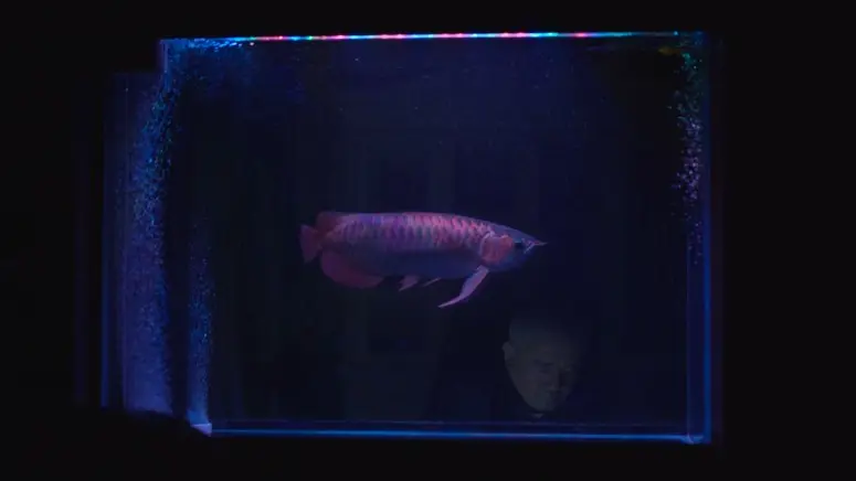 ein Fisch in einem Aquarium leuchtet im Dunkeln