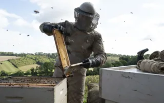 vor hügeliger Graslandschaft leert ein Mann im Imkeranzug Bienenstöcke