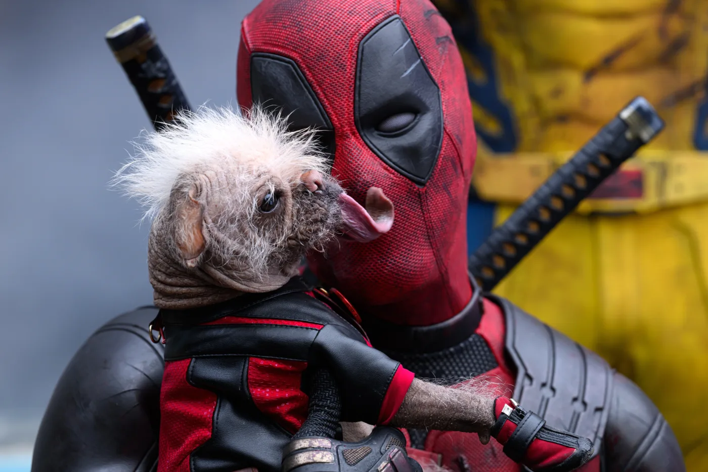 Nahaufnahme Deadpools maskierten Gesichts, das von einem Hund mit zerzausten Fans und großer Zunge abgeschleckt wird, den er in den Händen hält